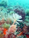 DSC05092 - Spirographe~